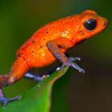 Amphibien Roter Frosch