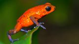 Amphibien Roter Frosch