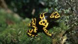 Amphibien Baumsteiger
