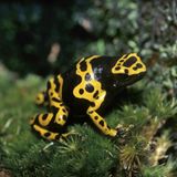 Amphibien Baumsteiger