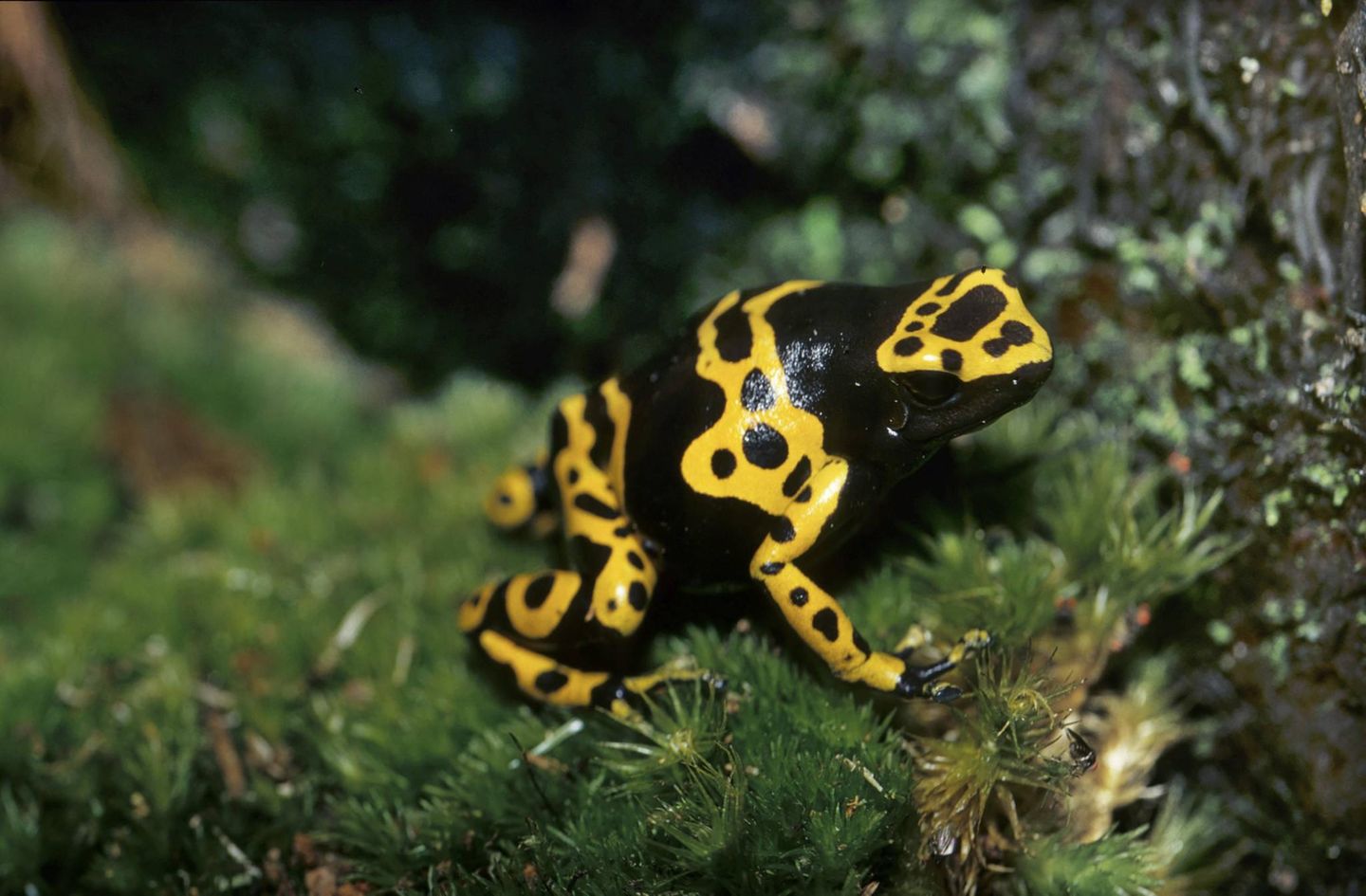 Amphibien Baumsteiger