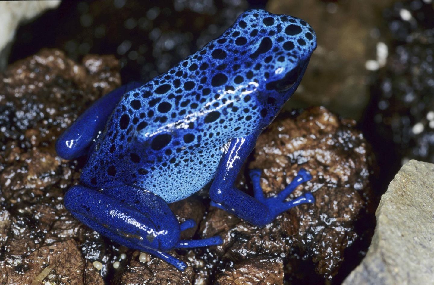 Amphibien Blauer Baumsteiger