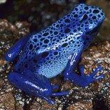 Amphibien Blauer Baumsteiger