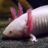 Amphibien Axolotl