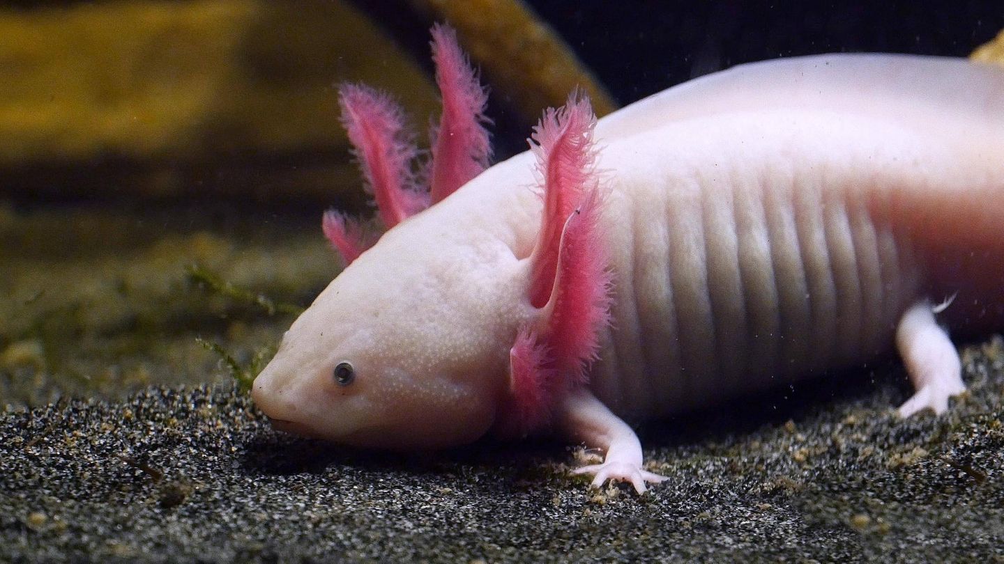 Amphibien Axolotl Amphibien Axolotl