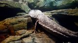 Amphibien Riesensalamander