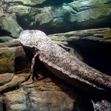 Amphibien Riesensalamander