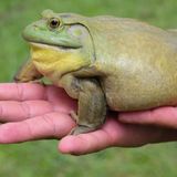 Amphibien Ochsenfrosch