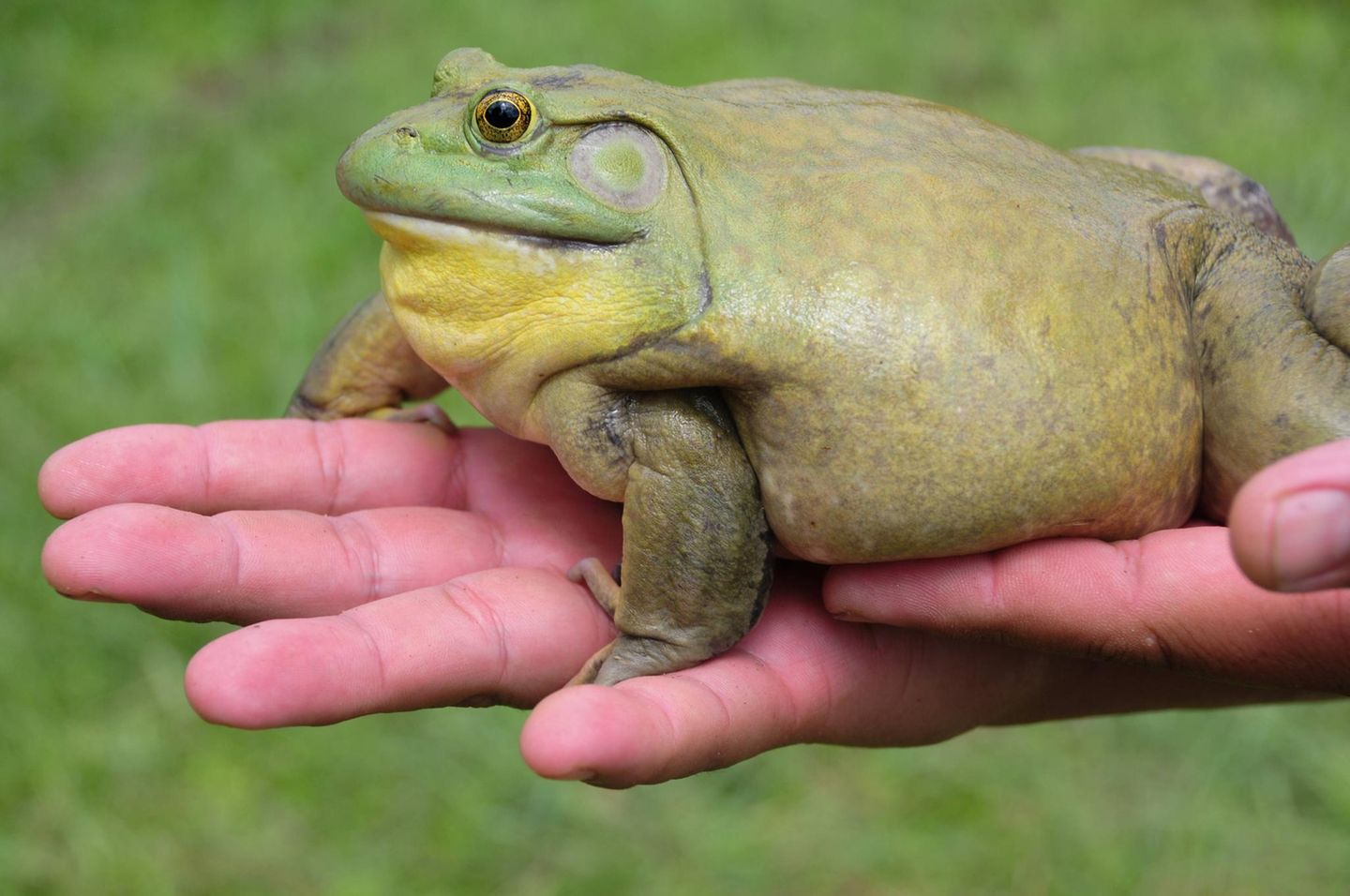 Amphibien Ochsenfrosch Amphibien Ochsenfrosch