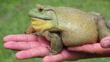 Amphibien Ochsenfrosch
