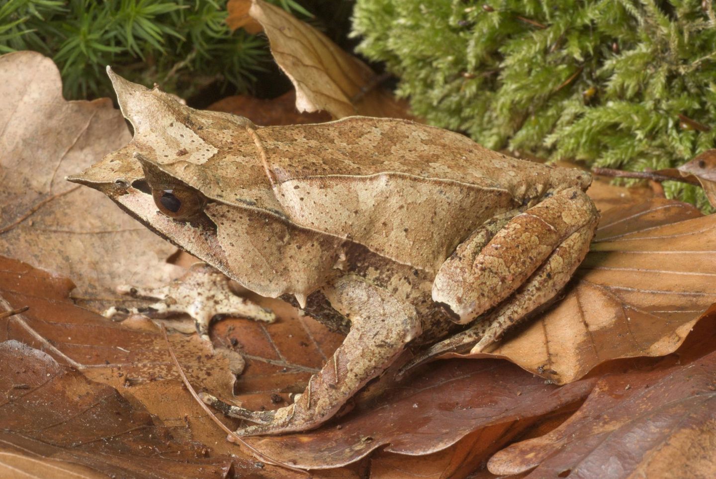 Amphibien Zipfelfrosch