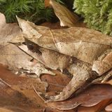 Amphibien Zipfelfrosch