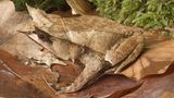 Amphibien Zipfelfrosch