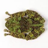 Amphibien Moosfrosch