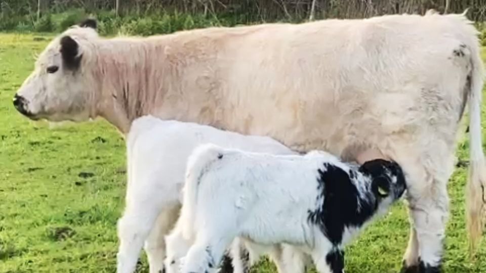 Adoption live: Der kleine Bulle Fridolin säugt im Duett mit einem anderen Kalb