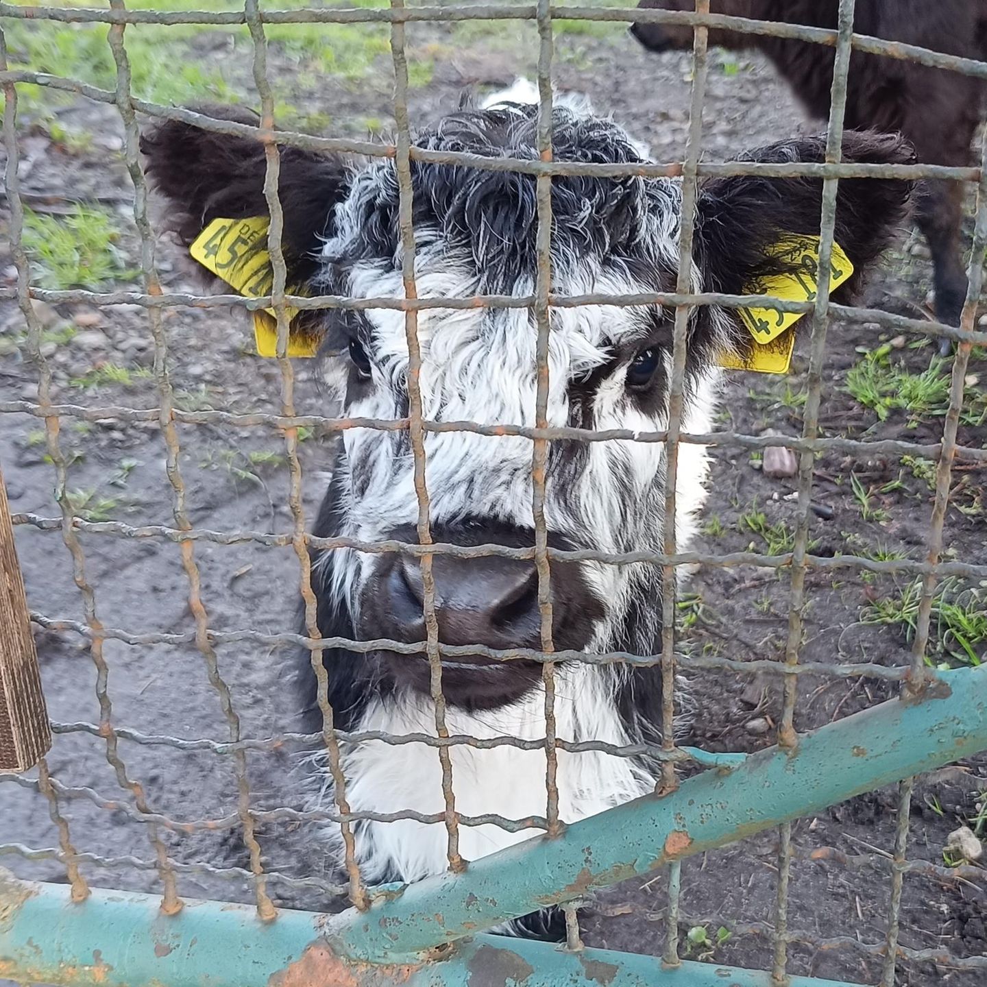 Das Kalb schwarz-weiße Fridolin zur Zeit der Adoption