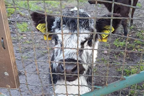 Das Kalb schwarz-weiße Fridolin zur Zeit der Adoption