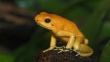 Amphibien Baumsteigerfrosch