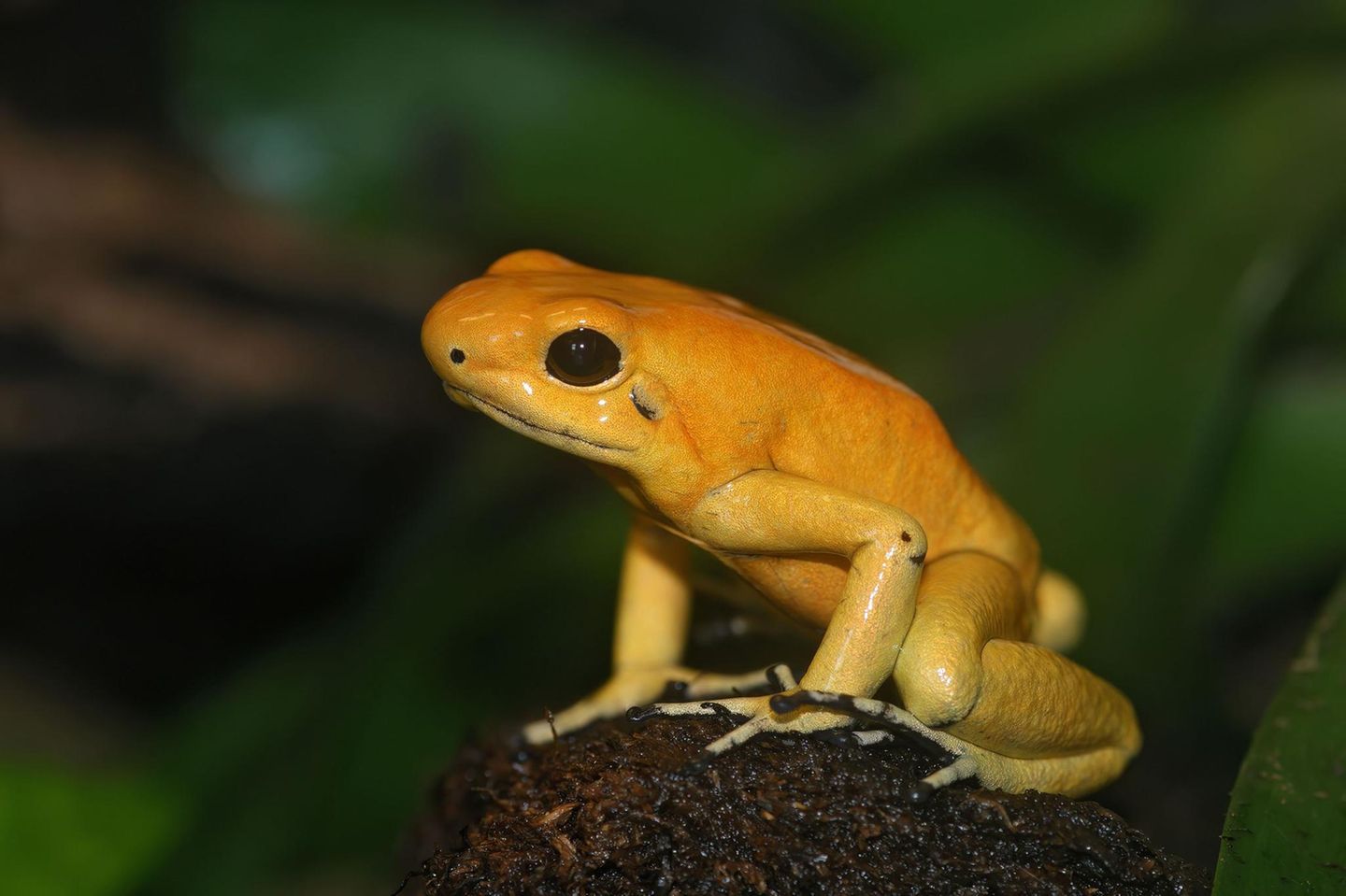 Amphibien Baumsteigerfrosch