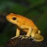 Amphibien Baumsteigerfrosch