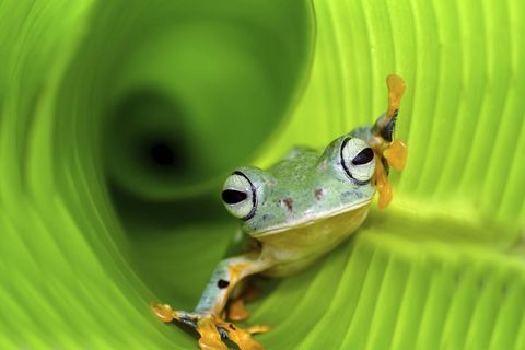 Amphibien Flugfrosch
