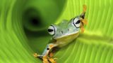 Amphibien Flugfrosch