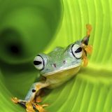 Amphibien Flugfrosch