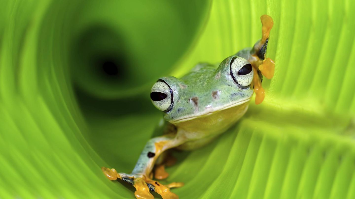 Amphibien Flugfrosch