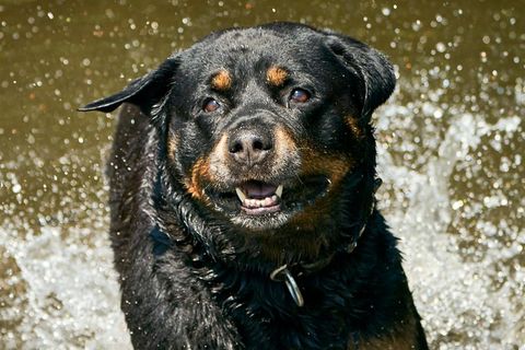 Ein Rottweiler (Archivbild)