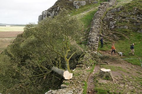 Baum aus Robin Hood Film
