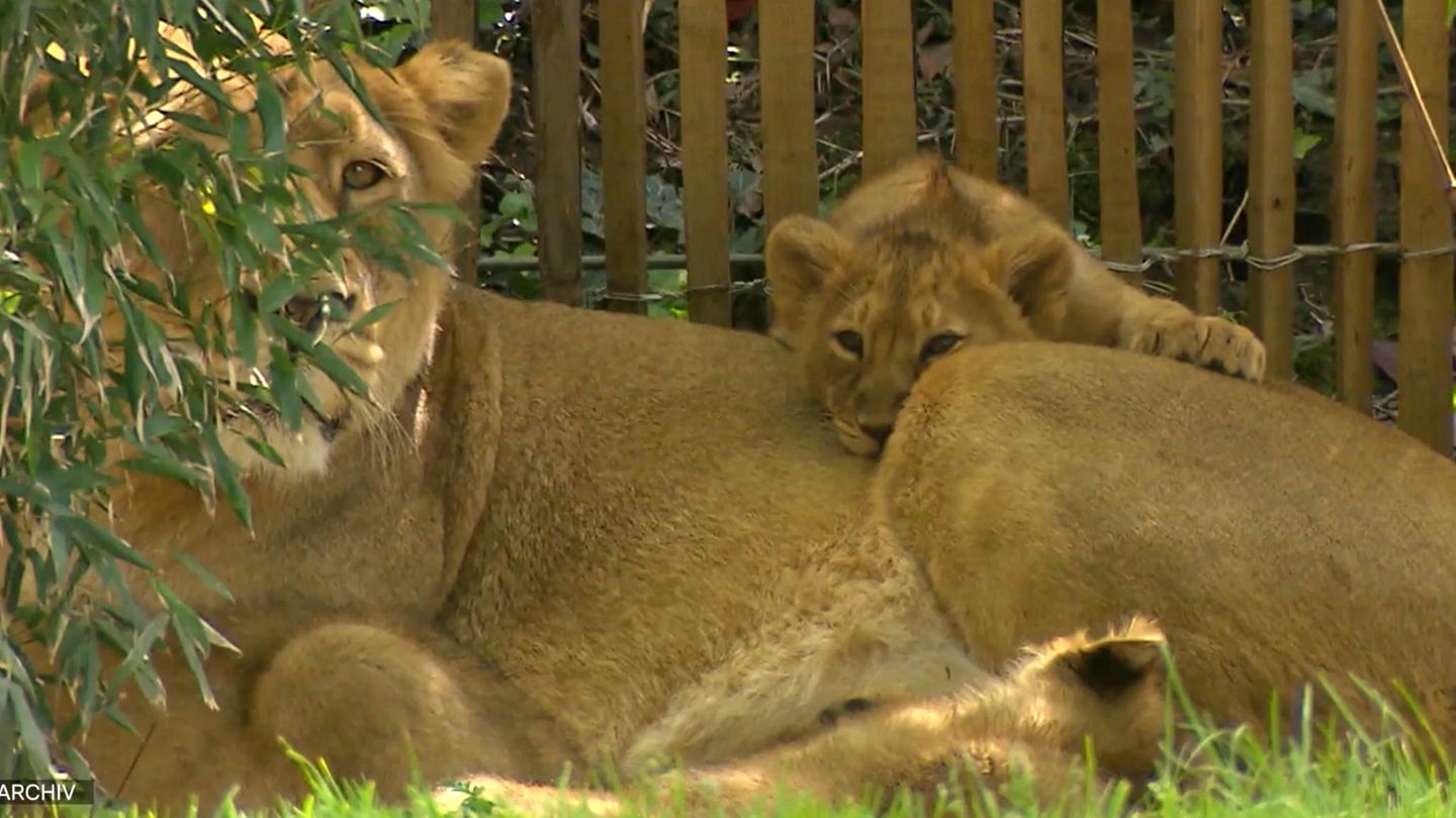 After criticism: Cologne Zoo defends euthanization of lion cubs