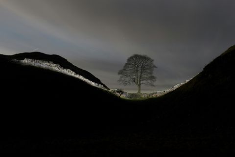Berühmter Bergahorn am Hadrianswall
