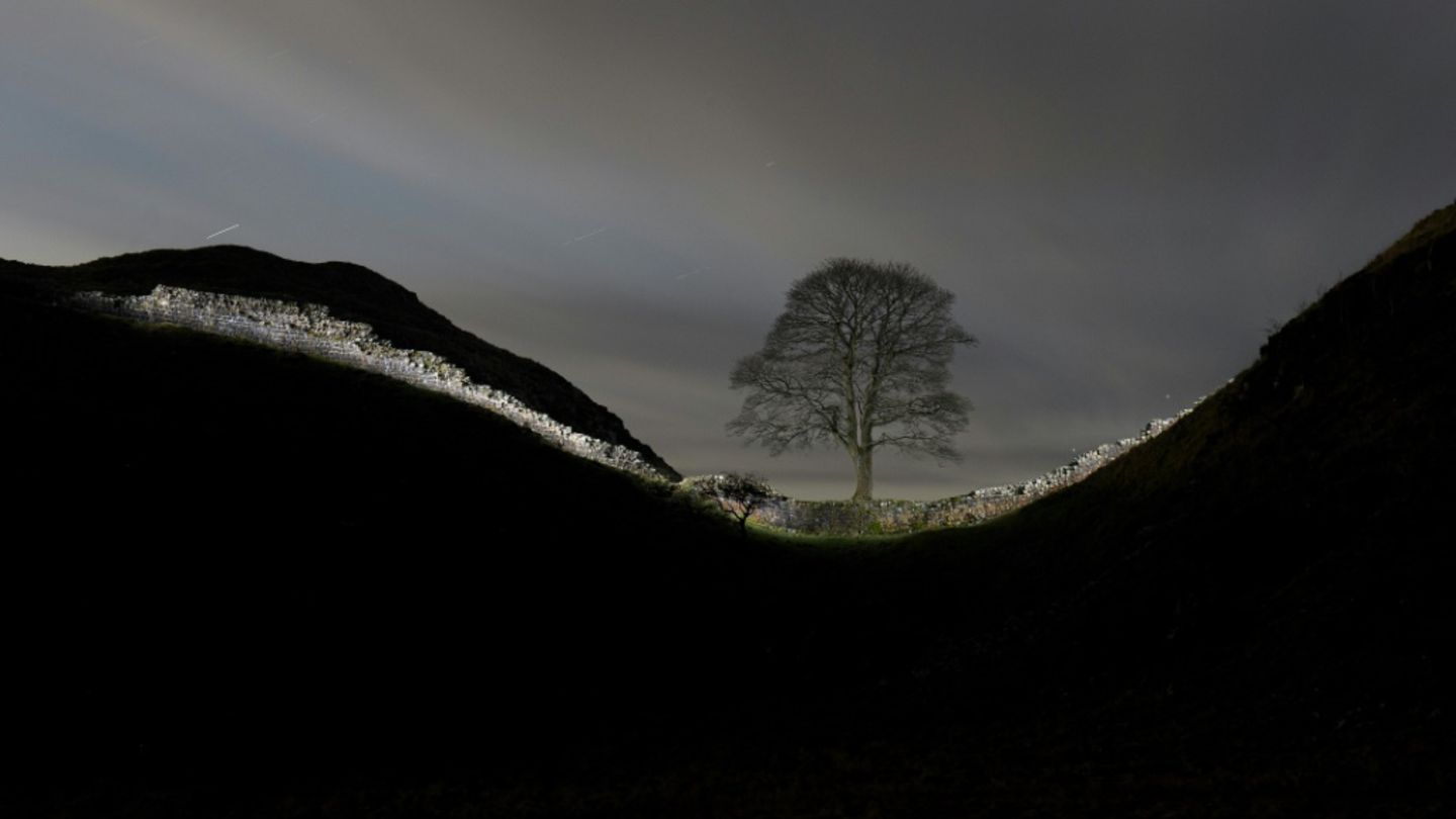 Berühmter Bergahorn am Hadrianswall