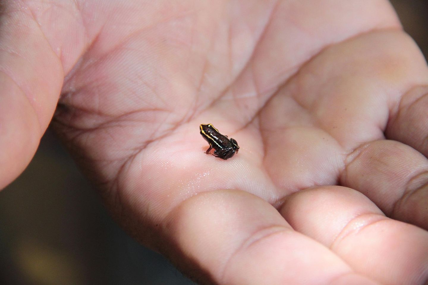 Amphibien Zwergfrosch