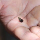 Amphibien Zwergfrosch