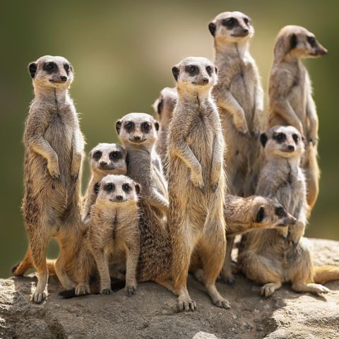 Erdmännchen Familie auf der Wache