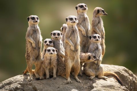 Erdmännchen Familie auf der Wache