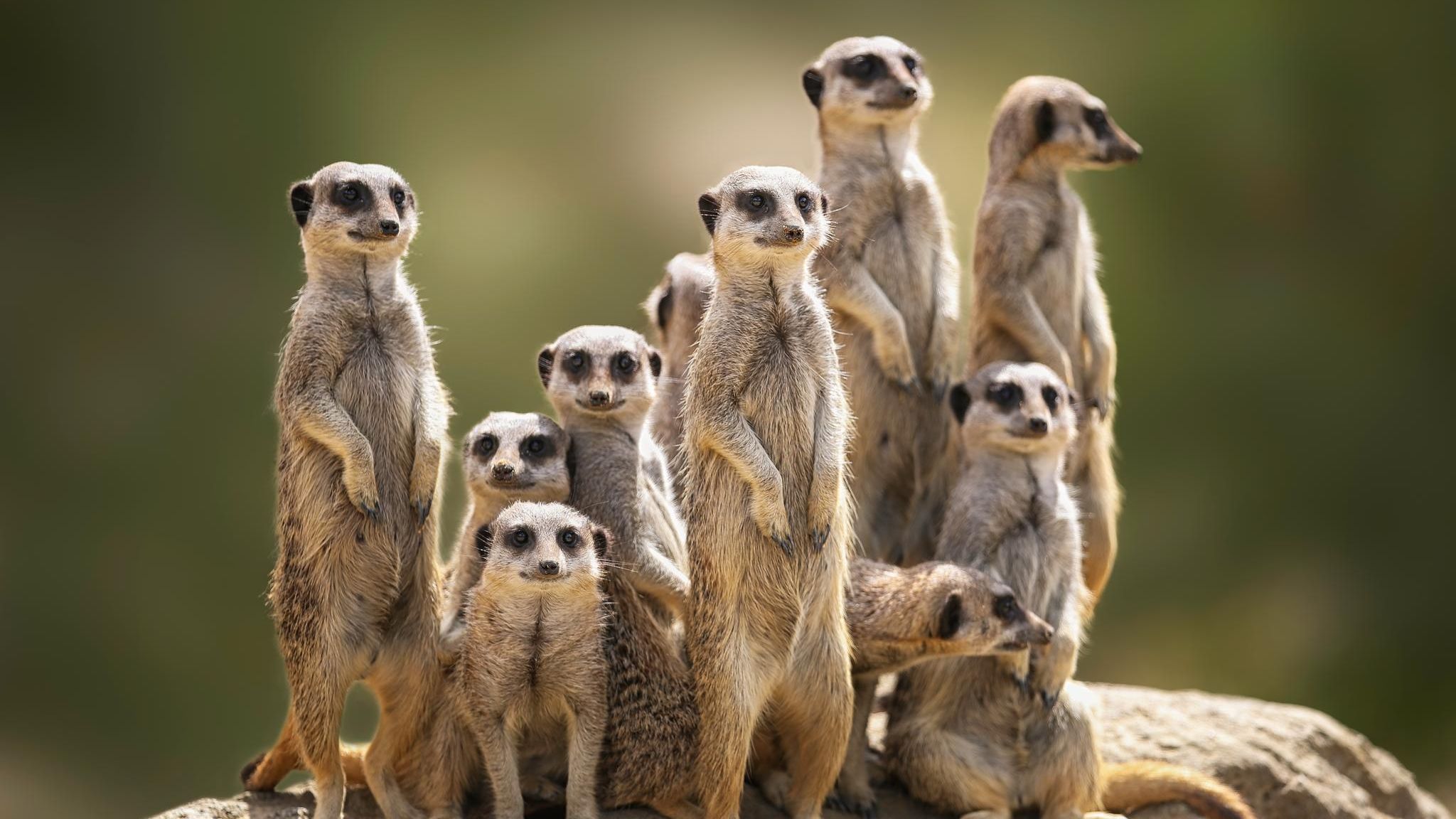 Erdmännchen Familie auf der Wache