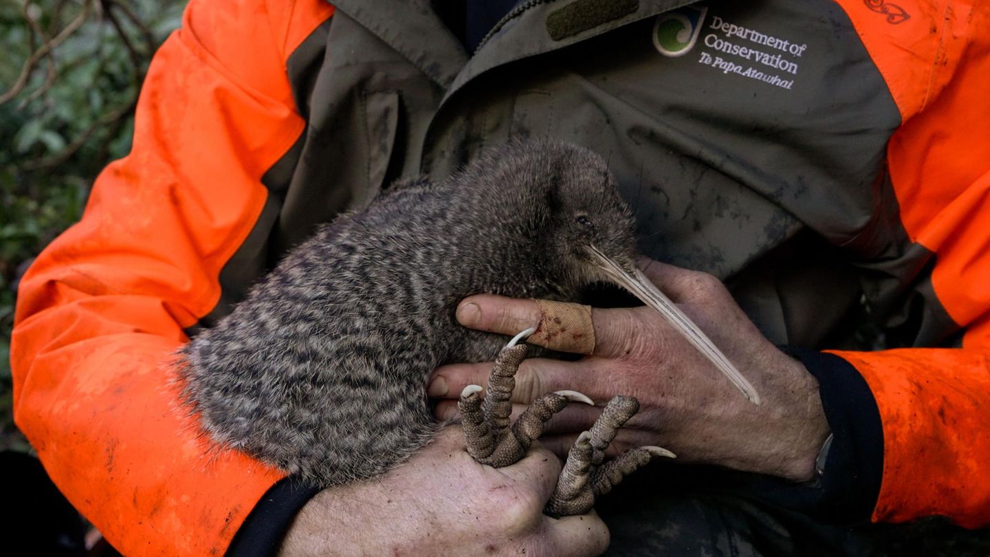 Ein Kiwi-Vogel