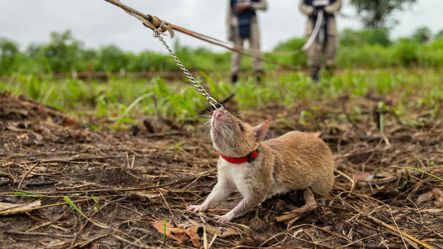 16. Juli: Retter-Ratte Siem Reap, Kambodscha. Selbst der wichtigste Job macht nicht immer Spaß. Diese etwas widerspenstig erscheinende Ratte sucht ein Landminenfeld in Siem Reap nach verbliebenen Minen ab. Dank seines geringen Gewichts kann das trainierte Tier die aufspüren, ohne eine Explosion auszulösen. Da hat sie einen klaren Vorteil gegenüber Menschen – weswegen die Mitarbeiter der humanitären Minenräumungsorganisation Apopo sich lieber nicht ins Suchgebiet wagen