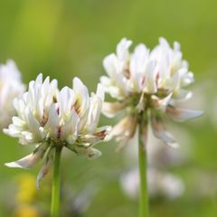 Wildkräuter