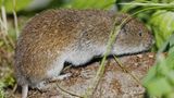 Bayerische Kurzohrmaus auf Stein zwischen grünen Pflanzen
