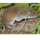 Bayerische Kurzohrmaus auf Stein zwischen grünen Pflanzen