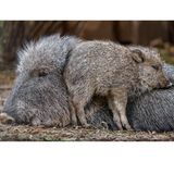 Chaco-Pekari Mutter mit Kind