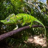 Grünes Chamäleon auf einem Ast