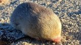 De Winstons Goldmull auf sandigen Boden