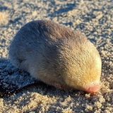 De Winstons Goldmull auf sandigen Boden