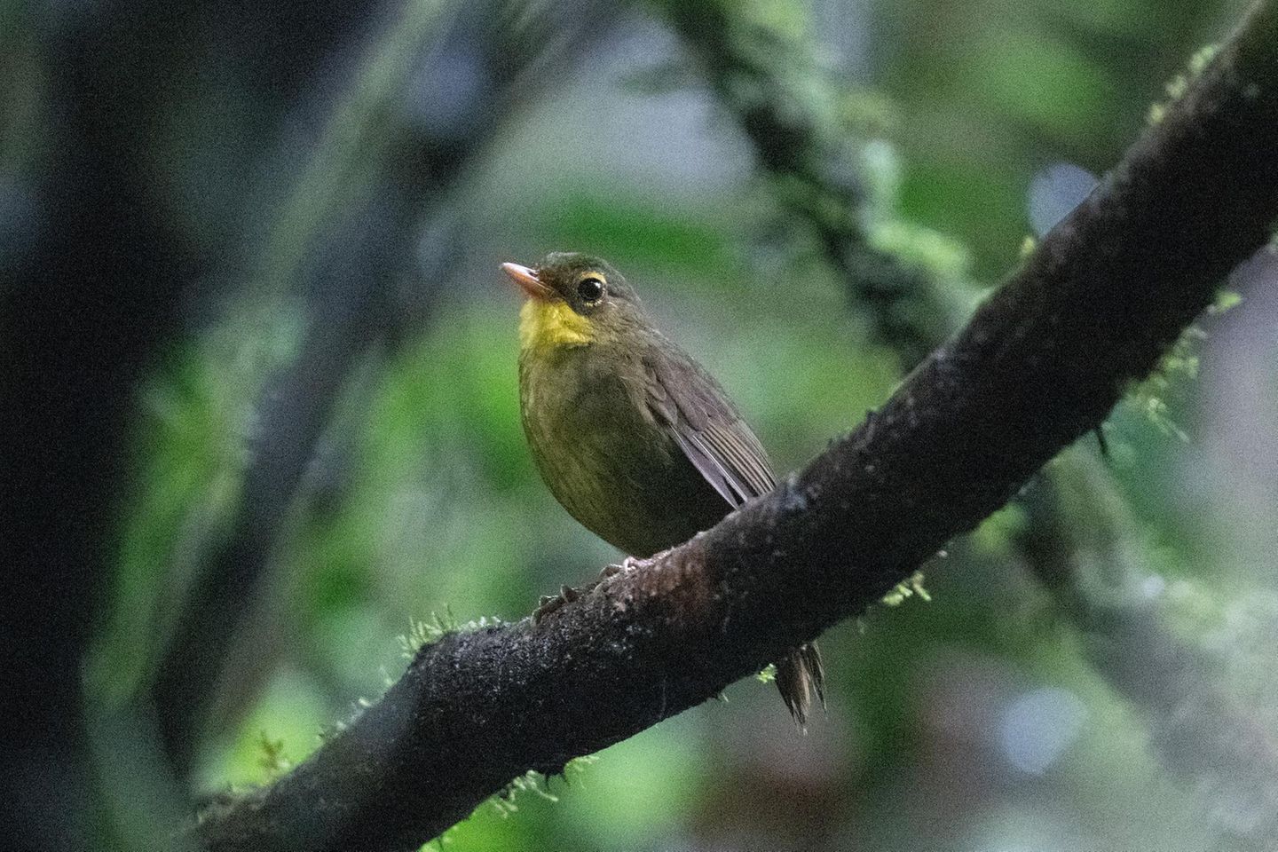 Vogel auf einem Ast