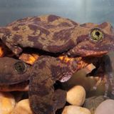 Zwei Wasserfrösche übereinander