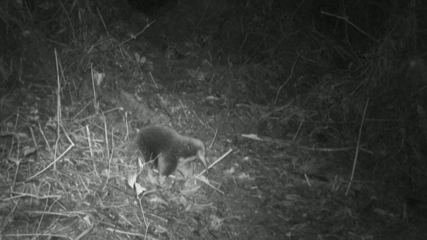 Attenborough-Langschnabeligel Nachtaufnahme vom Attenborough-Langschnabeligel im Wald